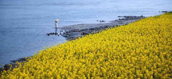 江畔花漾·風吻春顏